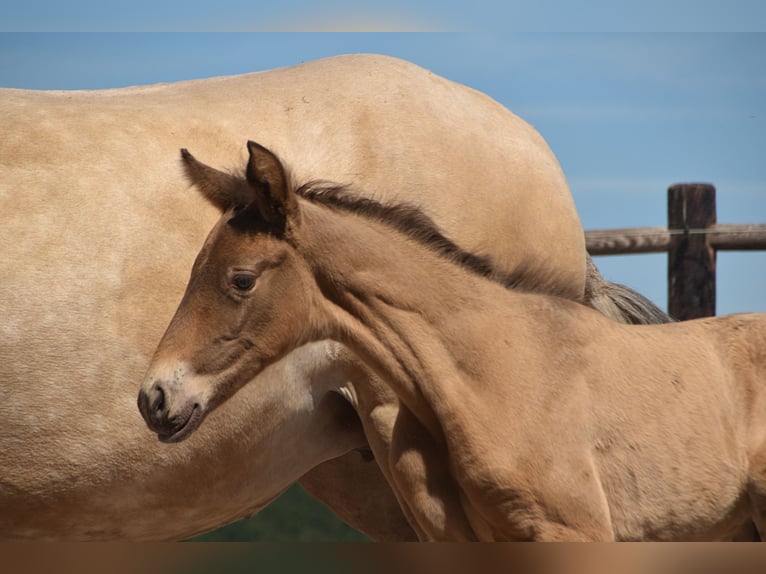 PRE Stallion 1 year Pearl in Manhay