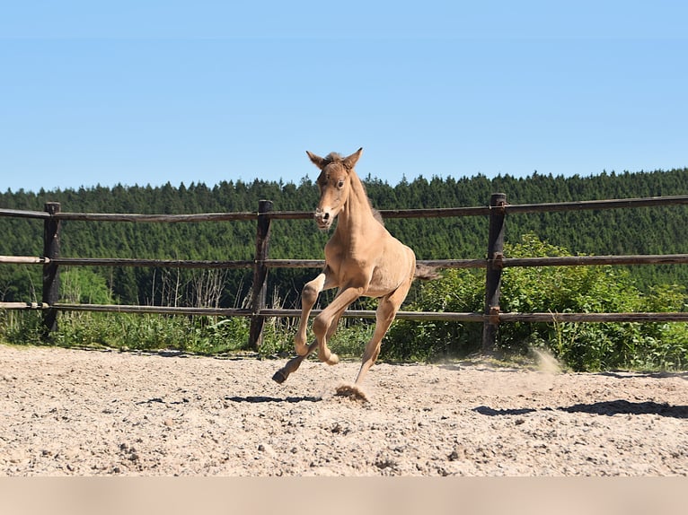 PRE Stallion 1 year Pearl in Manhay