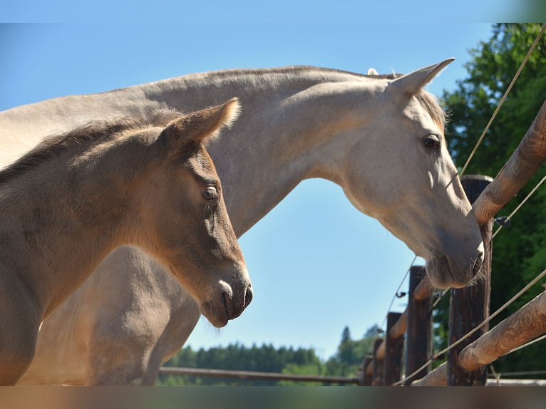 PRE Stallion 1 year Pearl in Manhay