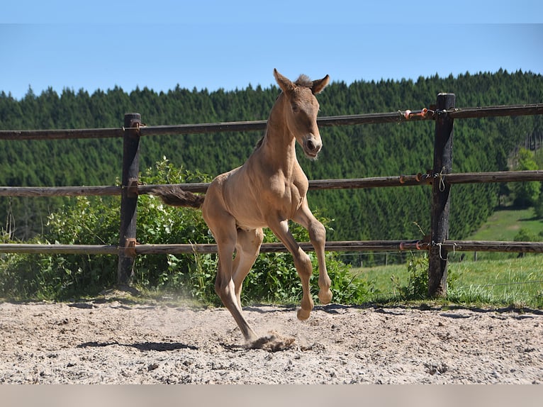 PRE Stallion 1 year Pearl in Manhay