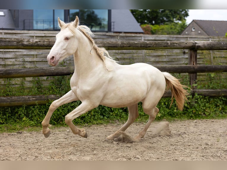 PRE Stallion 1 year Pearl in Kampenhout