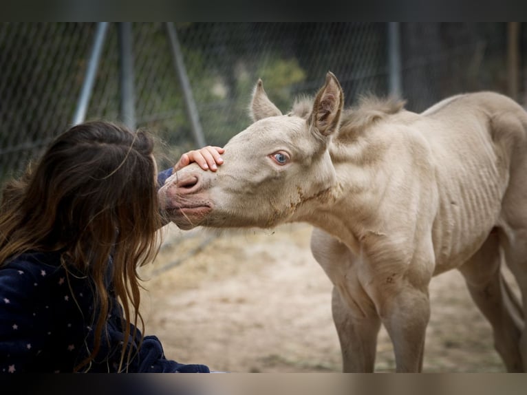 PRE Stallion 1 year Perlino in Alcoi/Alcoy