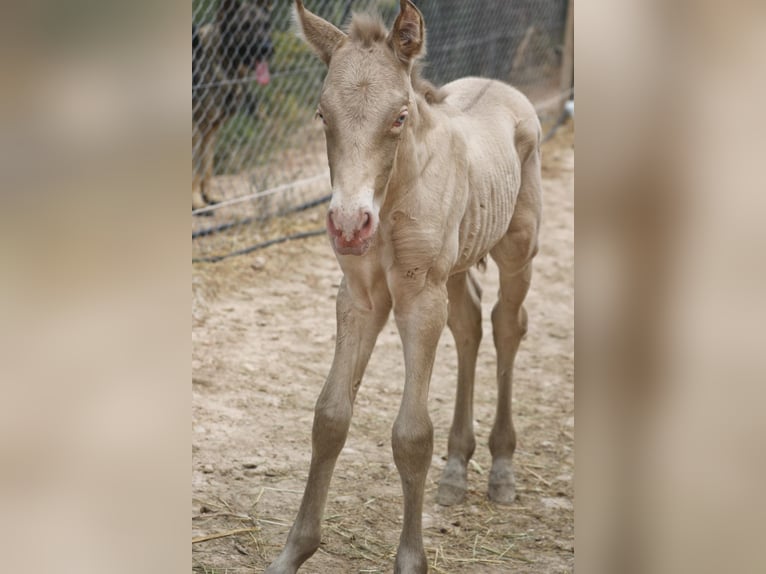 PRE Stallion 1 year Perlino in Alcoi/Alcoy