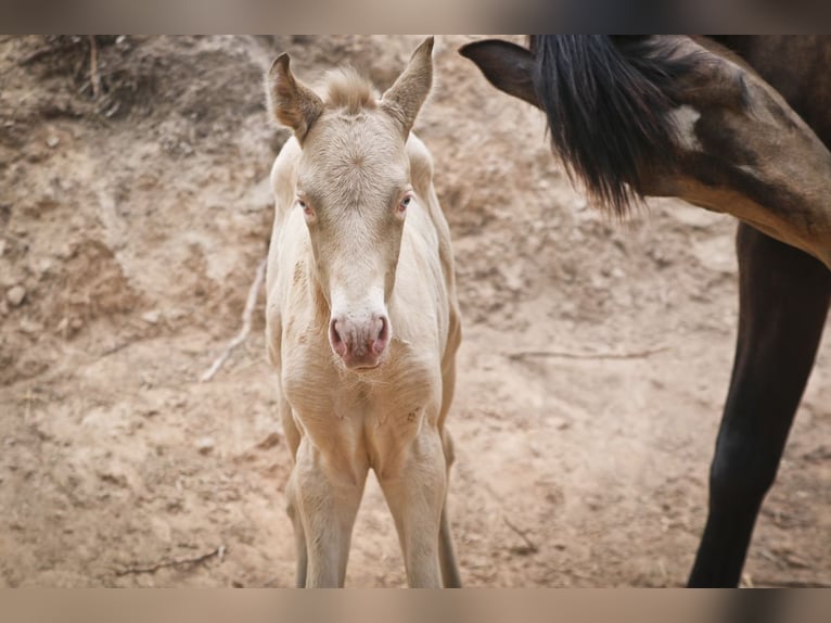 PRE Stallion 1 year Perlino in Alcoi/Alcoy