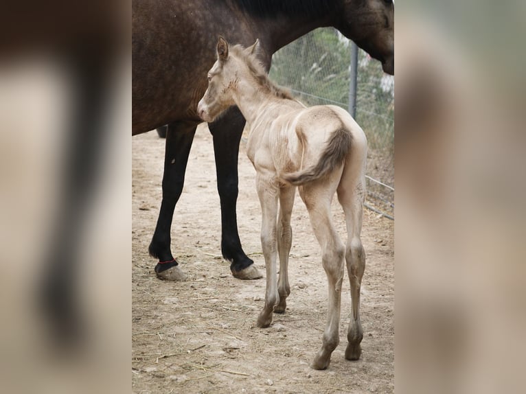 PRE Stallion 1 year Perlino in Alcoi/Alcoy