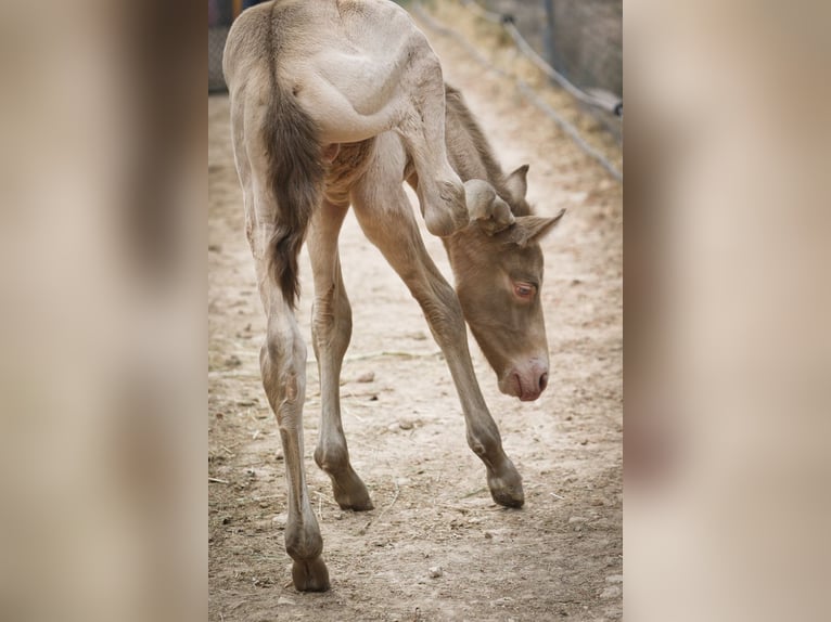 PRE Stallion 1 year Perlino in Alcoi/Alcoy