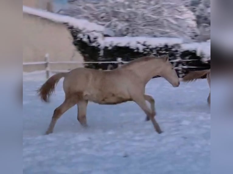 PRE Stallion 1 year Perlino in SAINT HIPPOLYTE