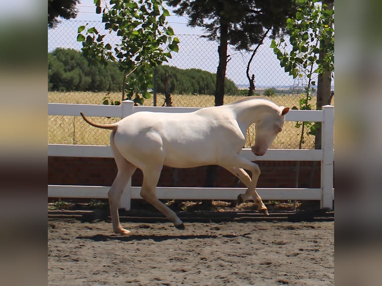 PRE Stallion 1 year Perlino in Madrid PRE Stallion 1 year Perlino in Madrid
