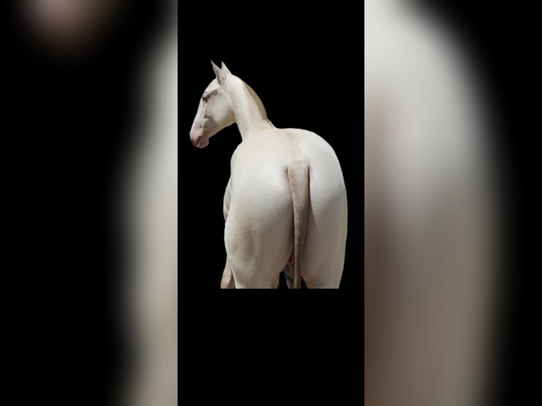 PRE Stallion 1 year Perlino in Madrid PRE Stallion 1 year Perlino in Madrid