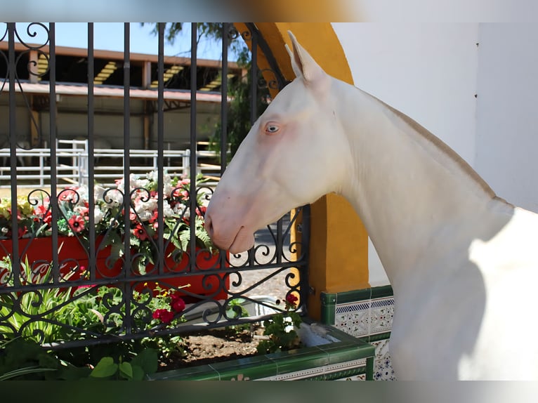 PRE Stallion 1 year Perlino in Madrid PRE Stallion 1 year Perlino in Madrid