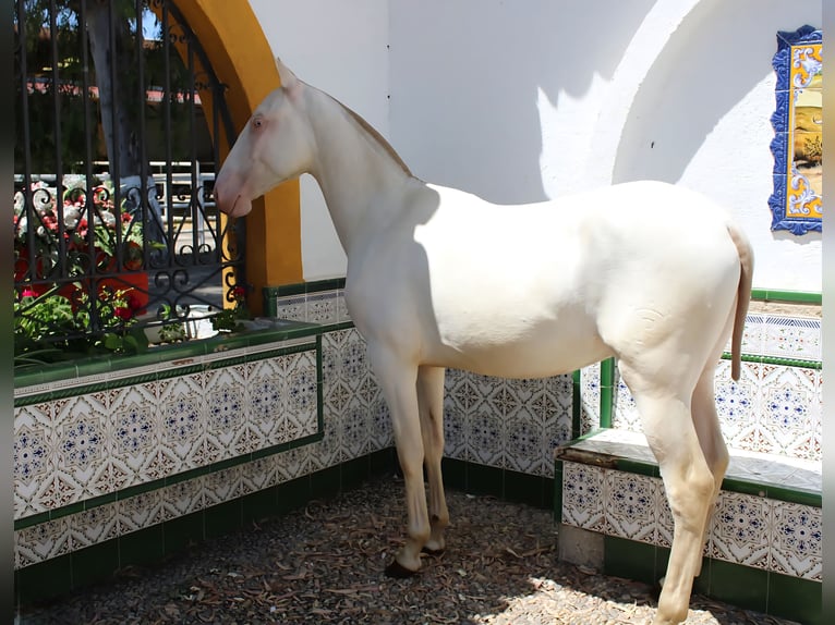 PRE Stallion 1 year Perlino in Madrid PRE Stallion 1 year Perlino in Madrid