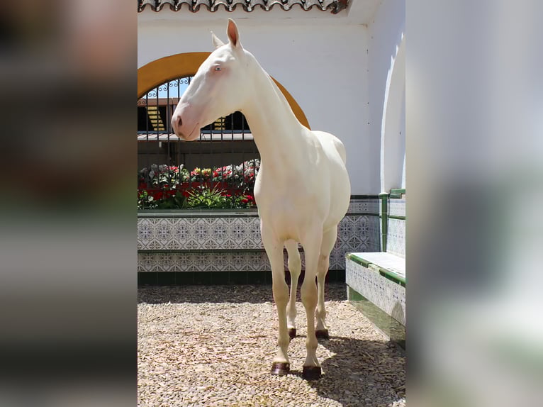 PRE Stallion 1 year Perlino in Madrid PRE Stallion 1 year Perlino in Madrid