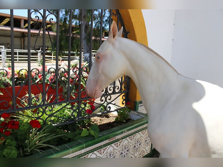 PRE Stallion 1 year Perlino in Madrid PRE Stallion 1 year Perlino in Madrid