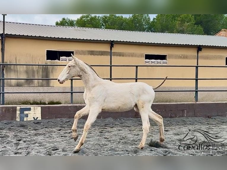 PRE Mix Stallion 1 year Perlino in Barcelona