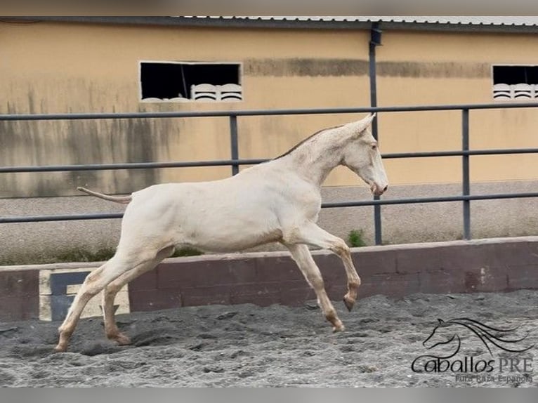 PRE Mix Stallion 1 year Perlino in Barcelona