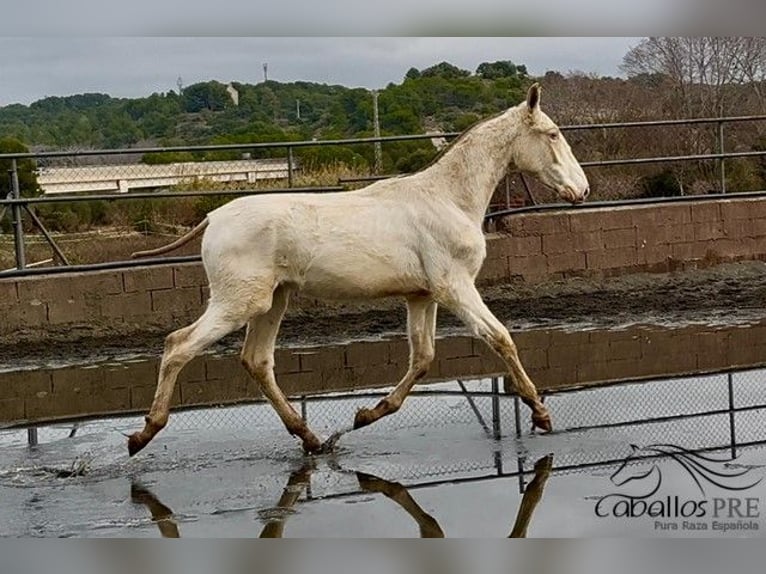 PRE Mix Stallion 1 year Perlino in Barcelona