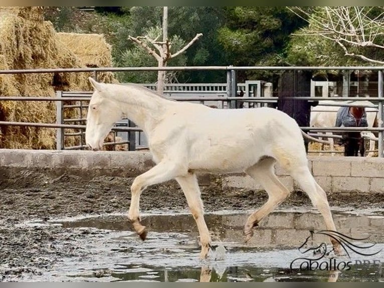 PRE Mix Stallion 1 year Perlino in Barcelona