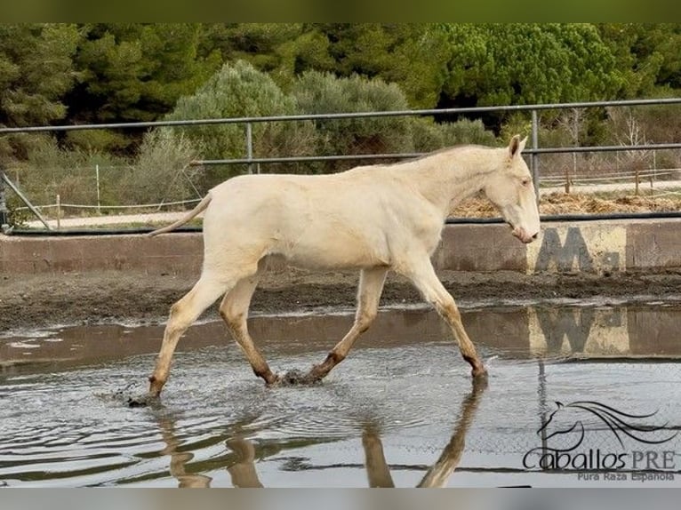 PRE Mix Stallion 1 year Perlino in Barcelona