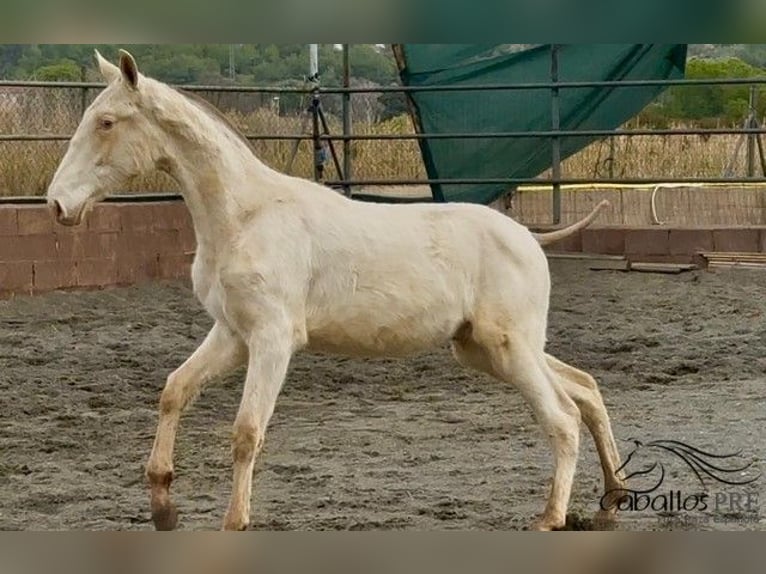 PRE Mix Stallion 1 year Perlino in Barcelona