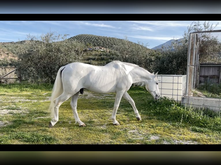 PRE Mix Stallion 20 years 15,2 hh Gray in Priego De Cordoba