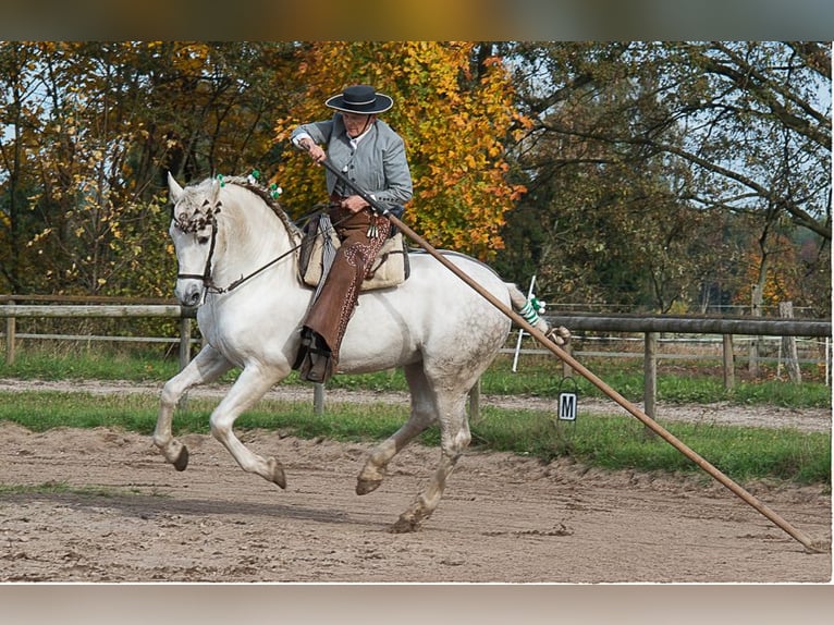 PRE Mix Stallion 22 years 15,2 hh Gray in Buchholz in der Nordheide