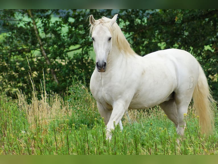 PRE Mix Stallion 22 years 15,2 hh Gray in Buchholz in der Nordheide