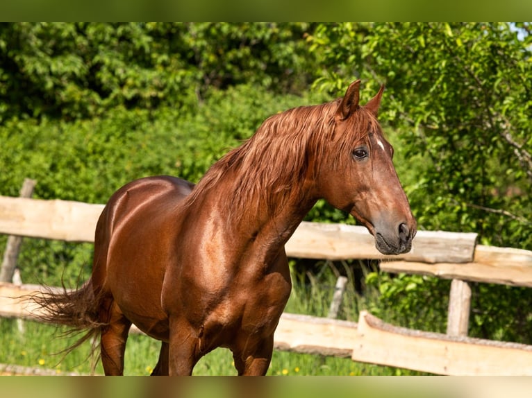 PRE Stallion 23 years 15,1 hh Chestnut-Red in Feuchtwangen