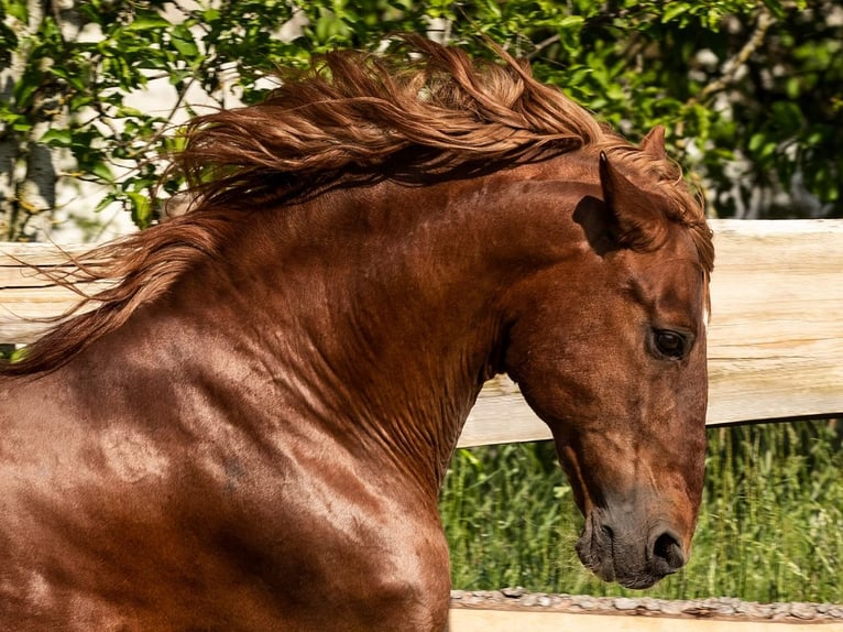 PRE Stallion 23 years 15,1 hh Chestnut-Red in Feuchtwangen