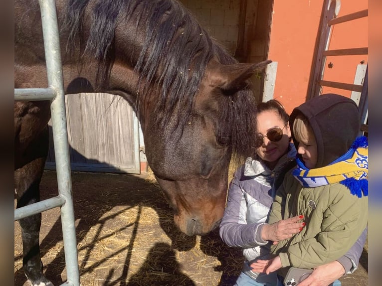 PRE Mix Stallion 24 years 16 hh Brown in Welver