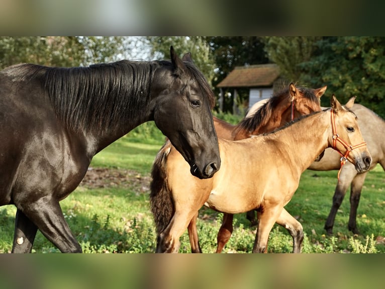 PRE Stallion 2 years 13,2 hh Buckskin in HEUVELLAND