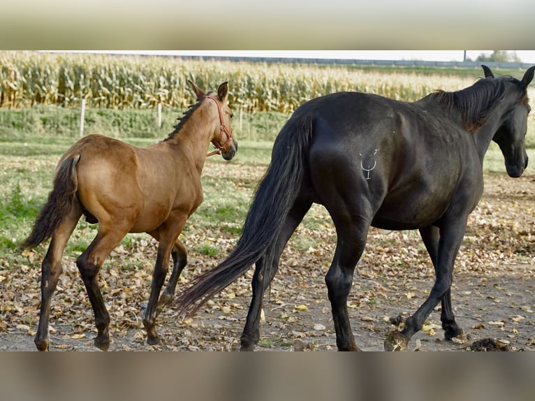 PRE Stallion 2 years 13,2 hh Buckskin in HEUVELLAND