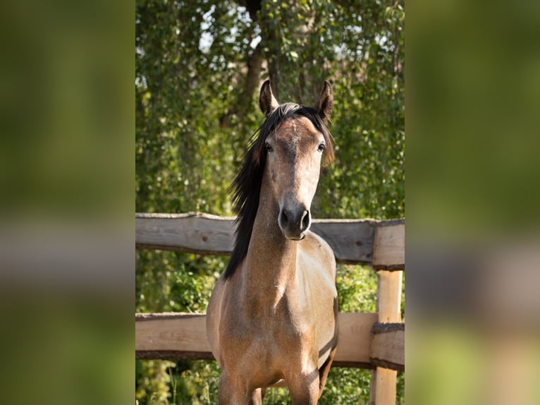 PRE Mix Stallion 2 years 14,2 hh Gray in Feuchtwangen