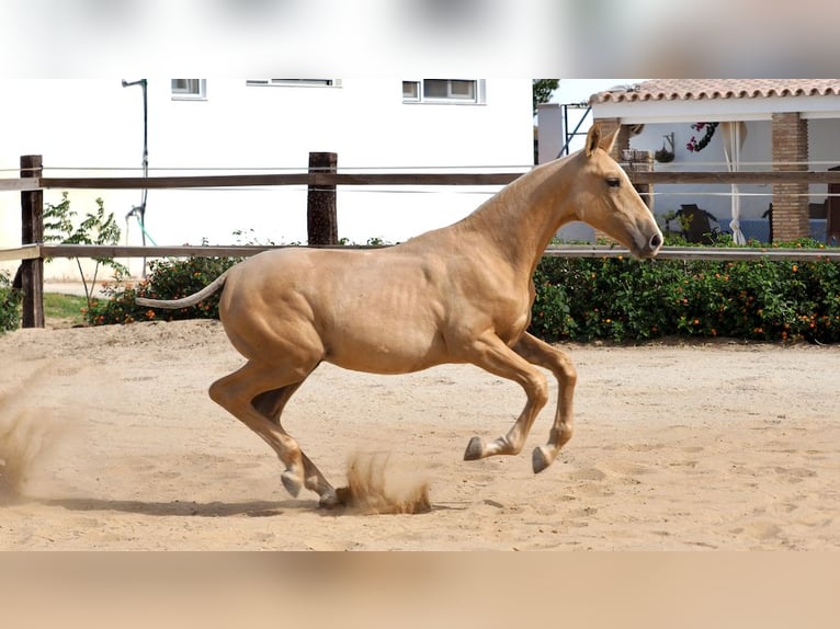 PRE Stallion 2 years 14,2 hh Palomino in NAVAS DEL MADRONO