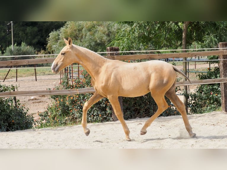 PRE Stallion 2 years 14,2 hh Palomino in NAVAS DEL MADRONO