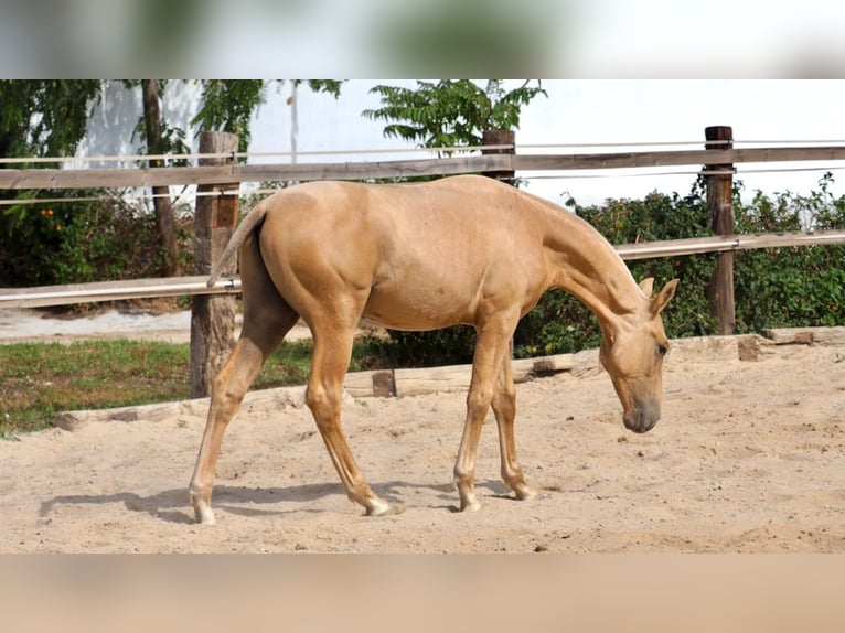 PRE Stallion 2 years 14,2 hh Palomino in NAVAS DEL MADRONO