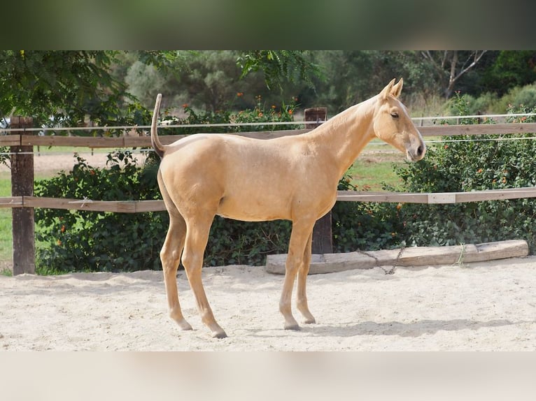 PRE Stallion 2 years 14,2 hh Palomino in NAVAS DEL MADRONO