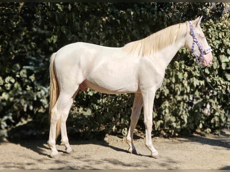 PRE Mix Stallion 2 years 14,2 hh Perlino in Visz