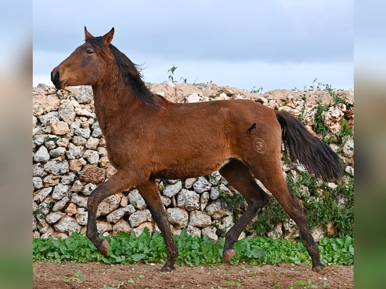 PRE Stallion 2 years 14.3 hh Brown in Menorca