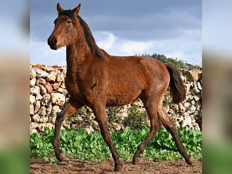 PRE Stallion 2 years 14.3 hh Brown in Menorca