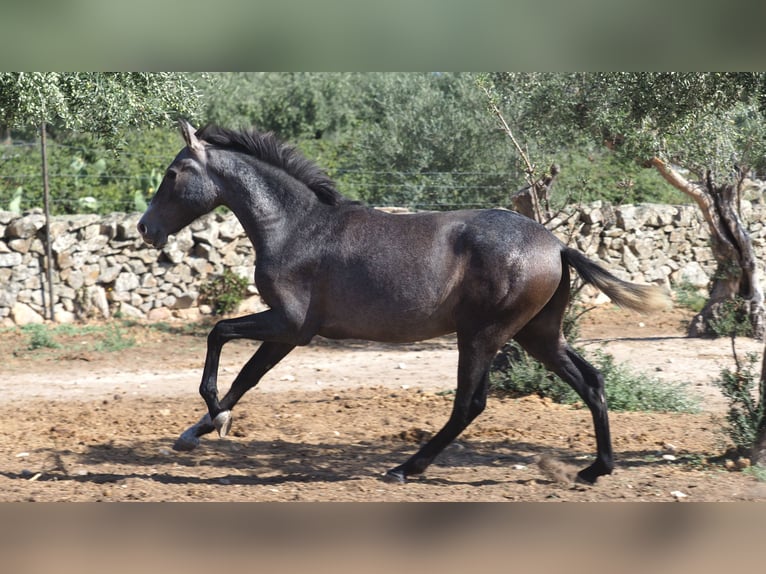 PRE Mix Stallion 2 years 14,3 hh Gray in NAVAS DEL MADRONO