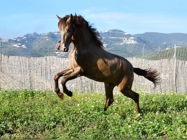 PRE Stallion 2 years 14,3 hh Pearl in Provinz Malaga
