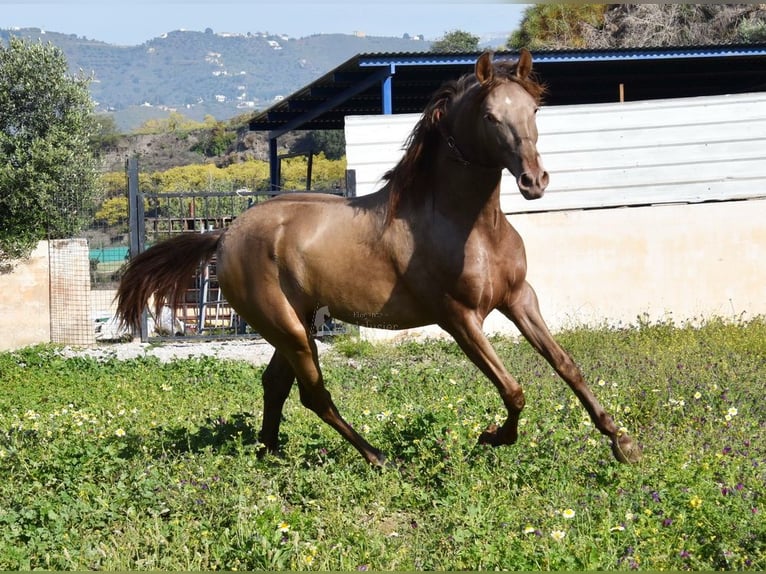 PRE Stallion 2 years 14,3 hh Pearl in Provinz Malaga