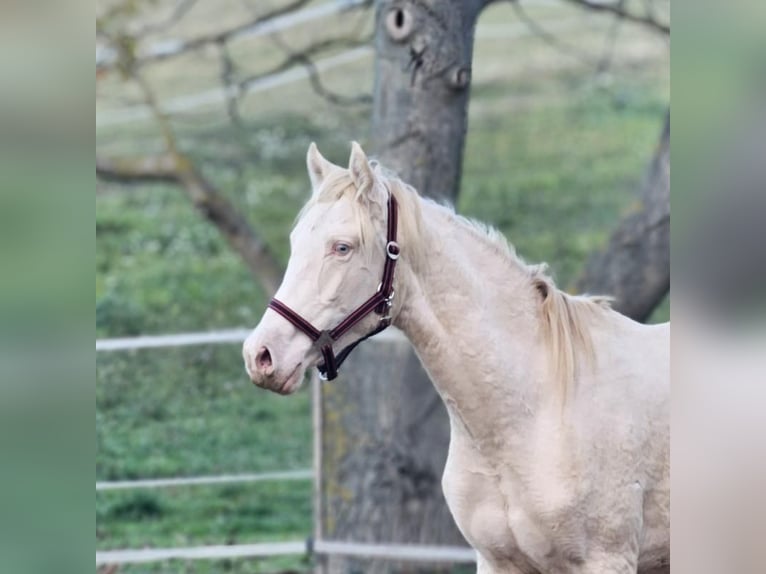 PRE Mix Stallion 2 years 14.3 hh Perlino in Visz