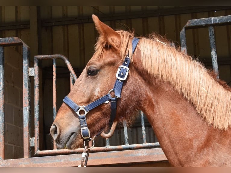 PRE Stallion 2 years 14 hh Chestnut-Red in Provinz Granada