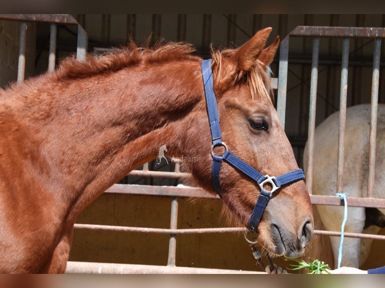 PRE Stallion 2 years 14 hh Chestnut-Red in Provinz Granada