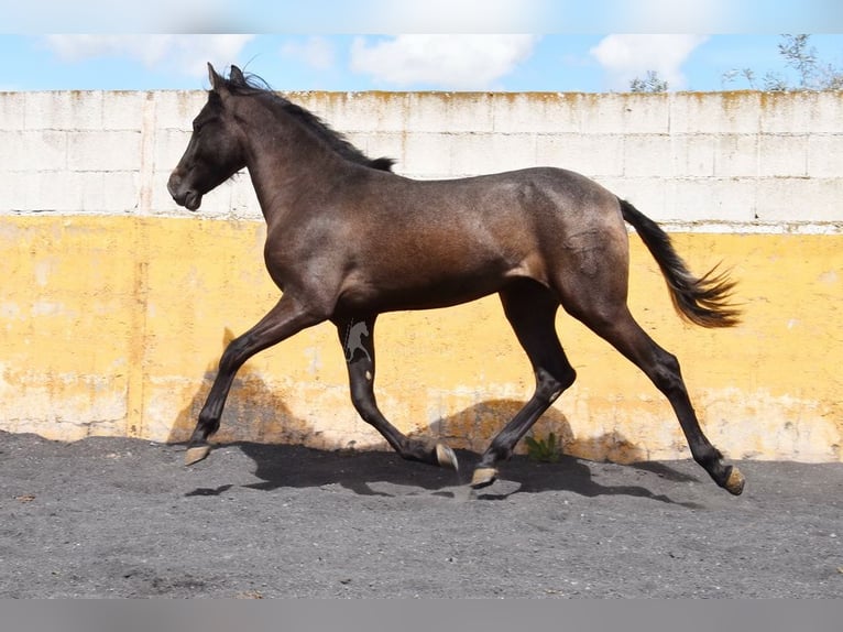 PRE Stallion 2 years 14,1 hh Grey in Provinz Granada