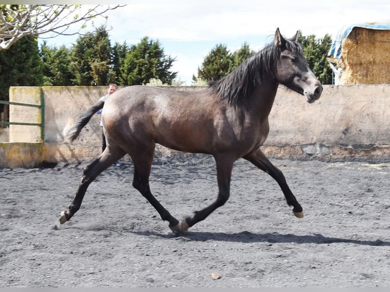 PRE Stallion 2 years 14,1 hh Grey in Provinz Granada