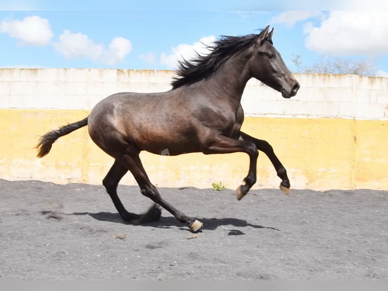 PRE Stallion 2 years 14,1 hh Grey in Provinz Granada