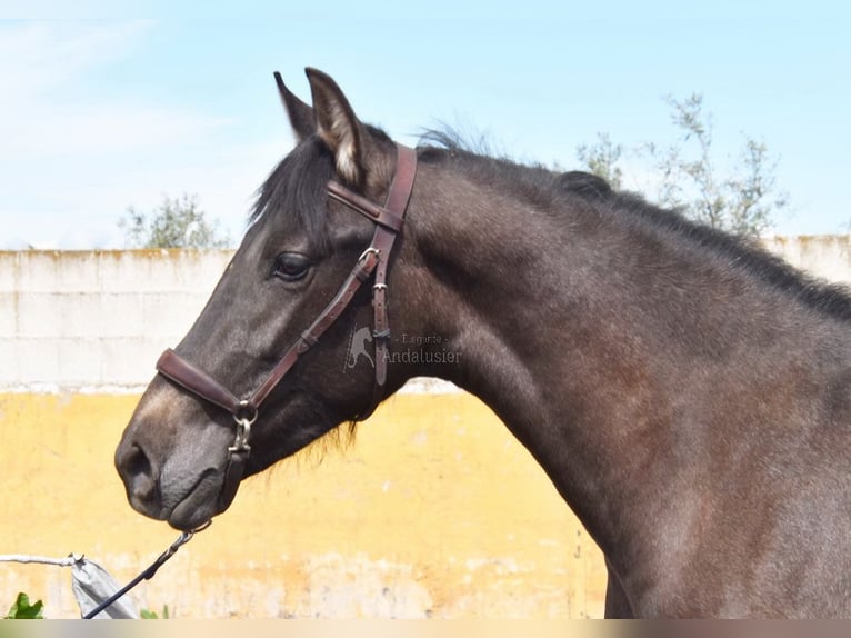PRE Stallion 2 years 14,1 hh Grey in Provinz Granada