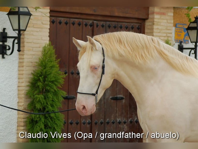 PRE Stallion 2 years 14,1 hh Grey in Provinz Granada
